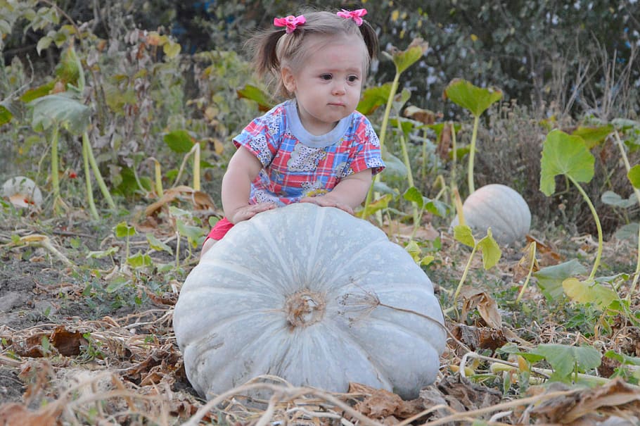 Girl, Harvest, Pumpkin, Autumn, baby, vegetables, vegetable garden, harvesting, the girl and the pumpkin, child
