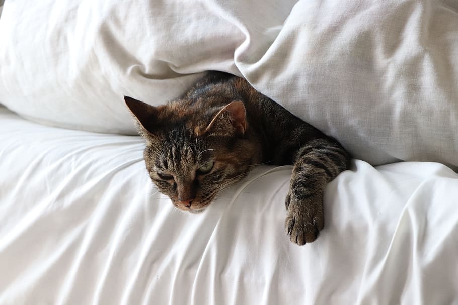 Котенок в кровати. Кошки фото. Сонный цвет. Расслабленный кот
