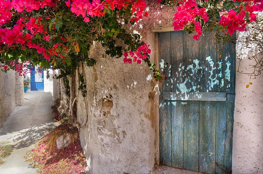 blue, wooden, door, wall, surrounded, red, Greek, Island, Flowers, Bougainville