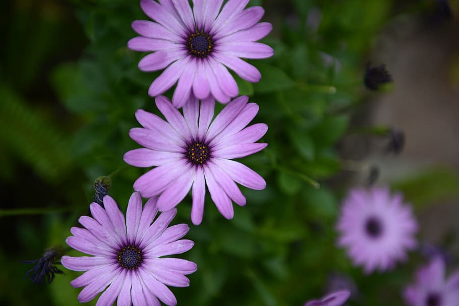 Page 3 | Royalty-free plant osteospermum photos free download | Pxfuel