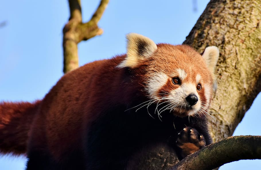 red, panda, tree branch, brown panda, red panda, panda bear, mammal, wild animal, china, climber