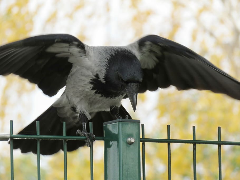 crow, raven, raven bird, feather, fly, nature, animal world, carrion crow, scavengers, fence