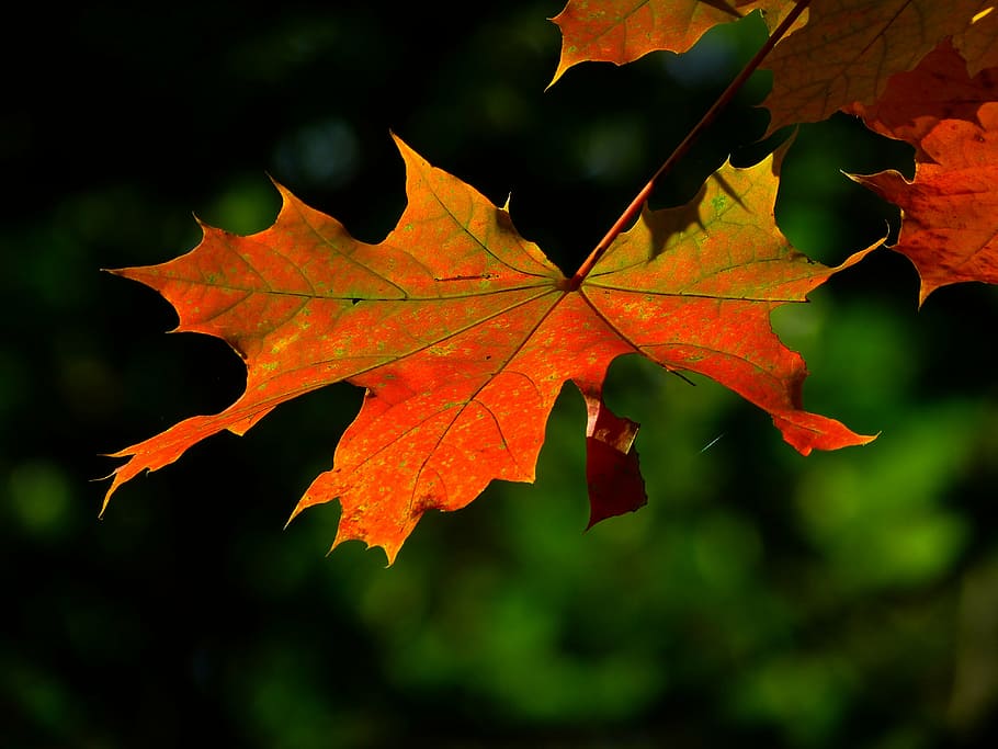 写真, オレンジ, 葉, 秋, カラフル, もみじ, 紅葉, 色, 自然, 季節