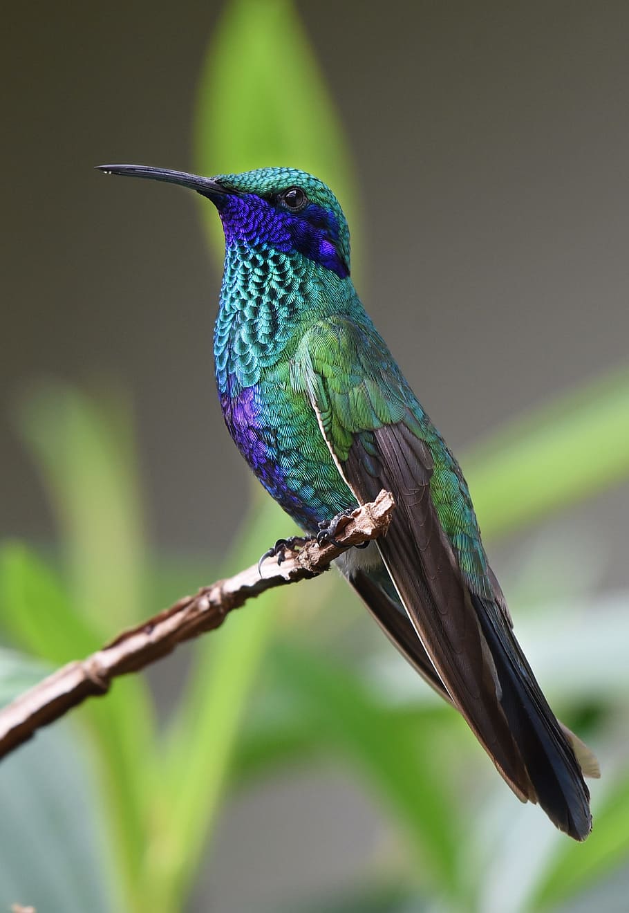 selectivo, fotografía de enfoque, magnífico, colibrí, pájaro, naturaleza, tropical, alas, animal, fauna silvestre
