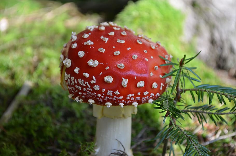 mushroom, fly agaric, red, white, forest, autumn, stalk, hat, toxic, green