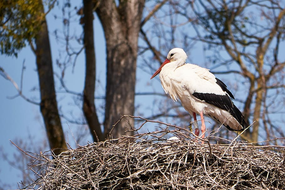 Stork, White, Nest, Scrim, Monogamous, children, white stork, storks, large beak, birds