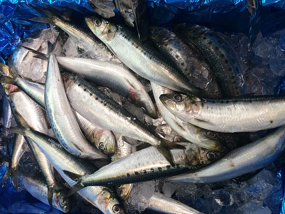 sardines, sardine, ice, seiyu ltd, living, supermarket, fresh fish, department, heisei-cho, yokosuka