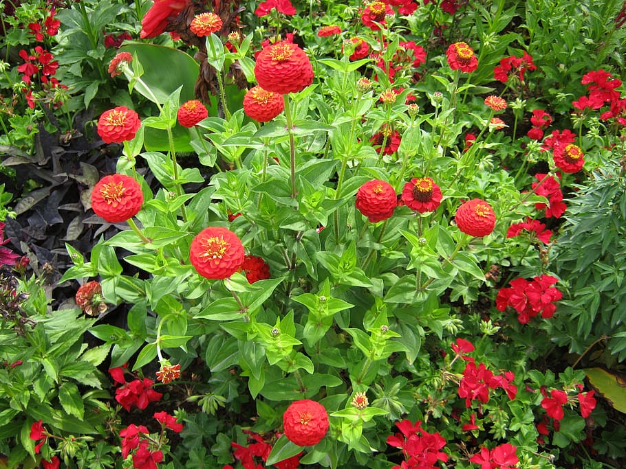 zinnia, geranium, flowers, blütenmeer, bed, discounts, decoration, decorative, garden, garden exhibition
