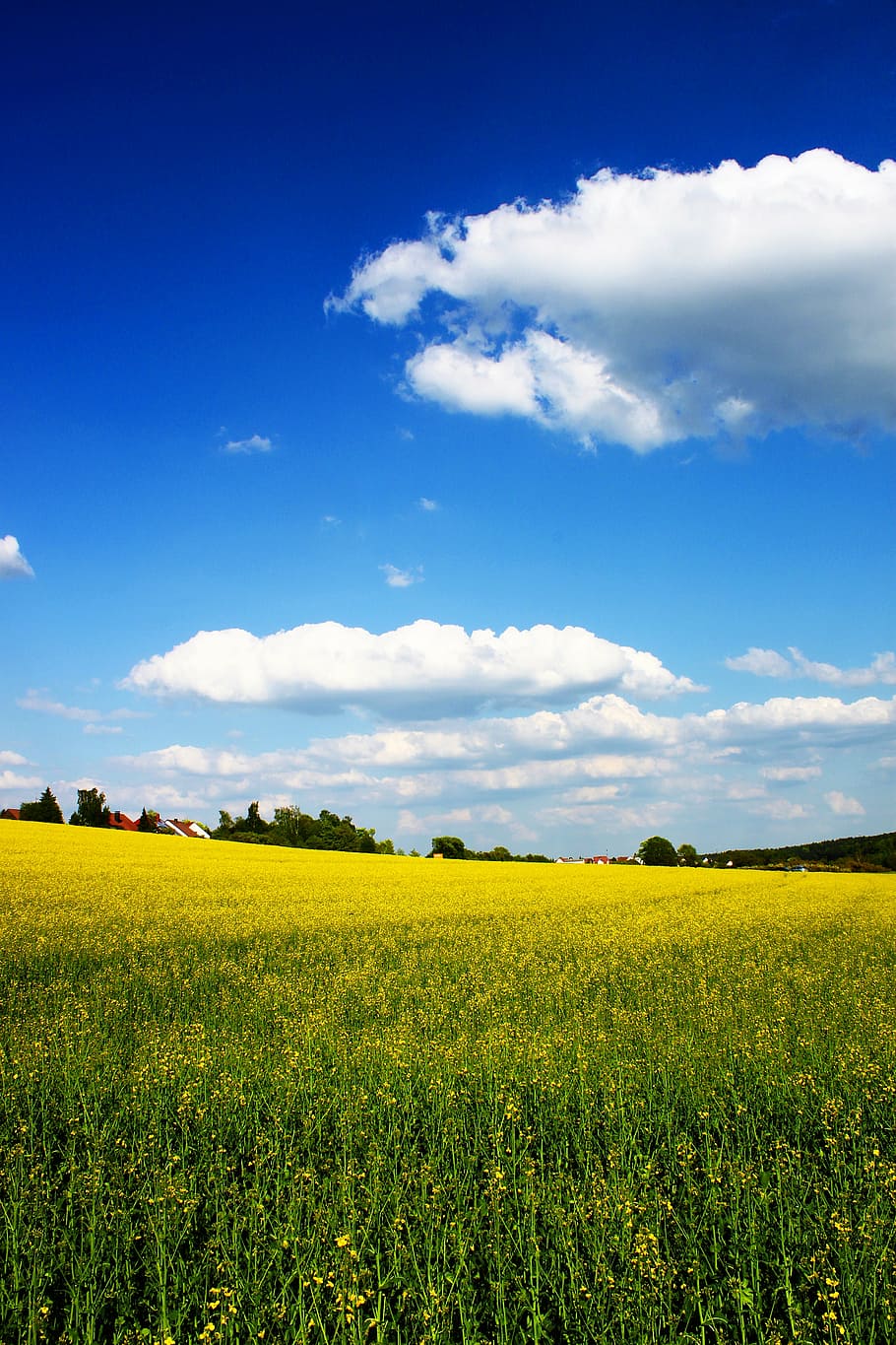 field, yellow, petaled flower plants, spring, cloud, clouds, blue, sky, nature, outdoor