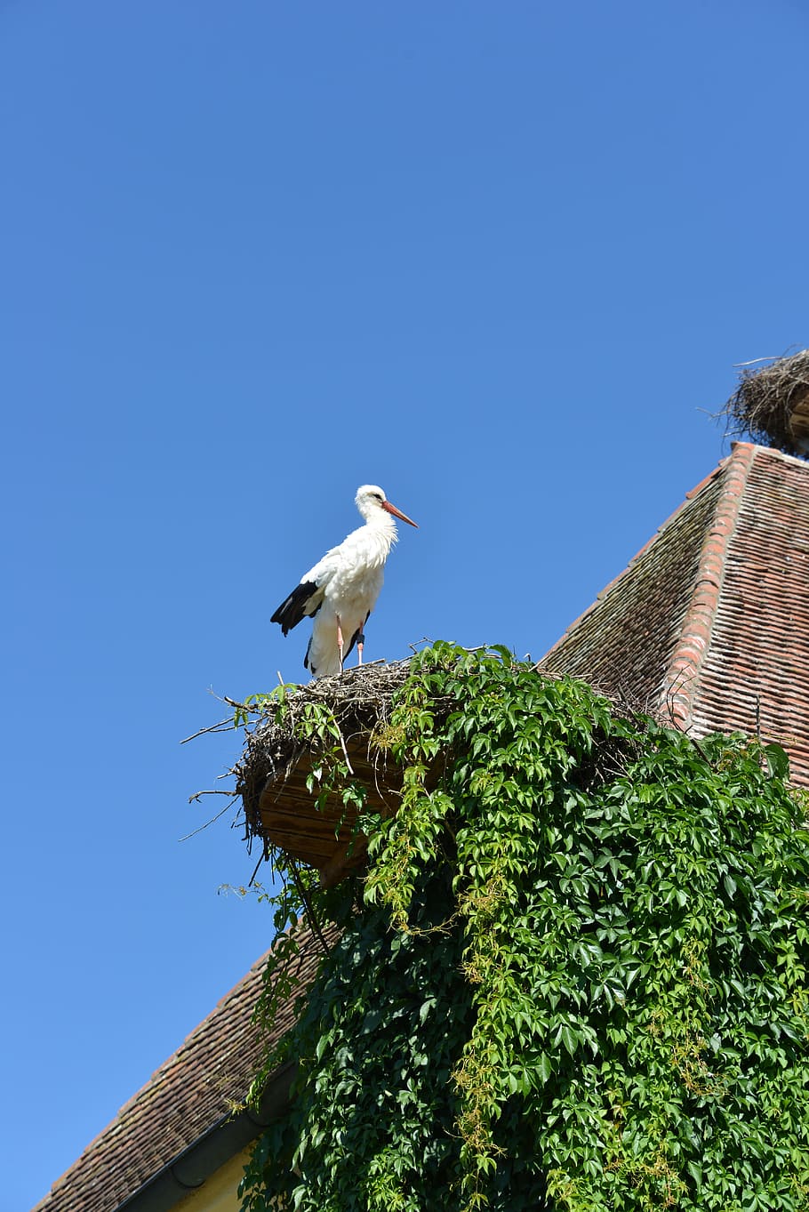 Stork, Bird, Animal, Rattle, rattle stork, white stork, storchennest, nest, roof, brick