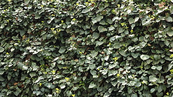 ivy-climber-leaf-green-royalty-free-thumbnail.jpg