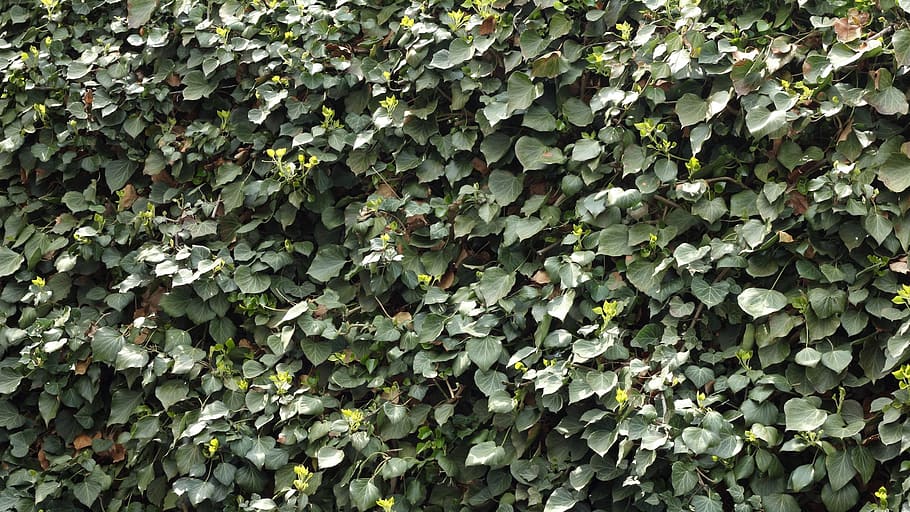 ivy, climber, leaf, green, nature, hedge, plant part, growth, full frame, green color