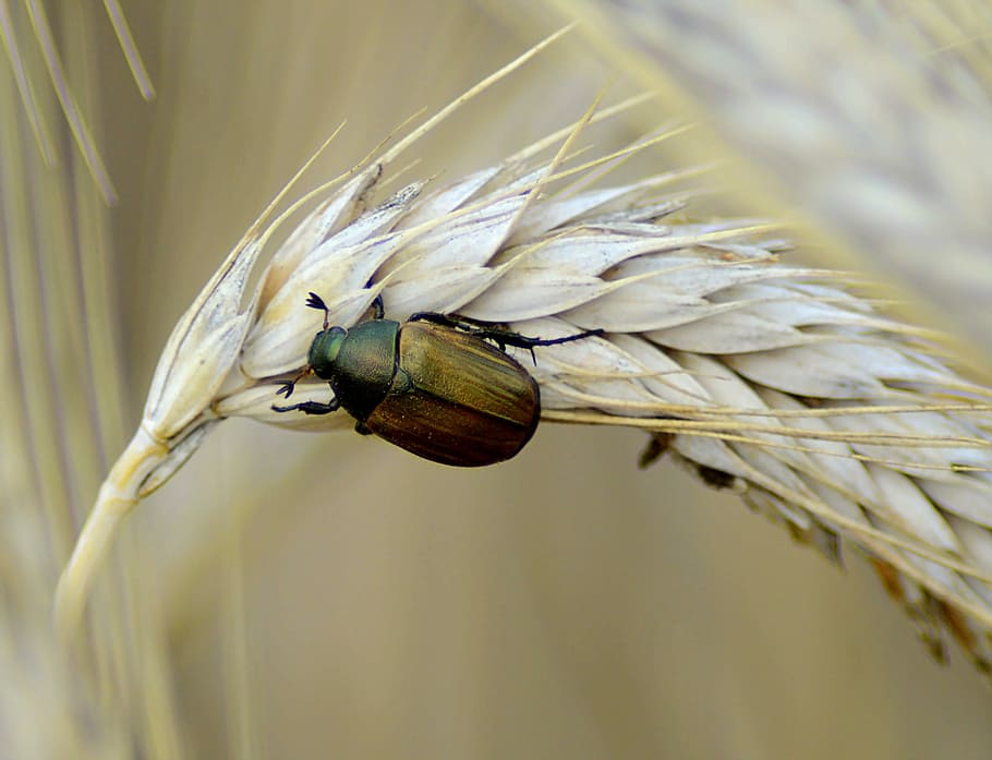 selective, focus photography, green, beige, wheat plant, daytime, Beetle, Brown, Nature, Animal