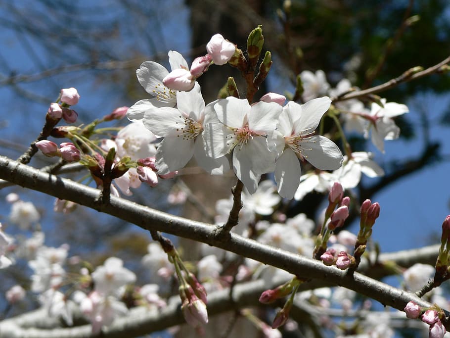 sakura, flores brancas, japão, planta, flor, crescimento, fragilidade, vulnerabilidade, árvore, primavera