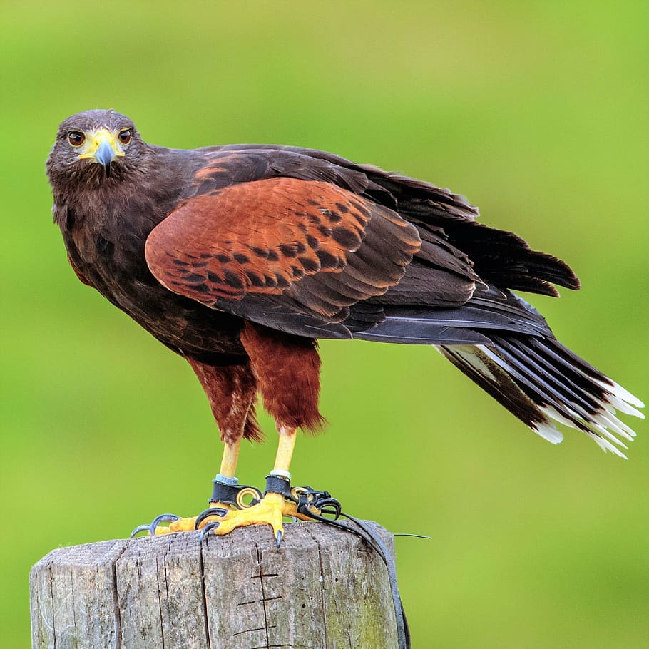 brown, bird, perched, wooden, stand, harris, hawk, animal, beak, predator