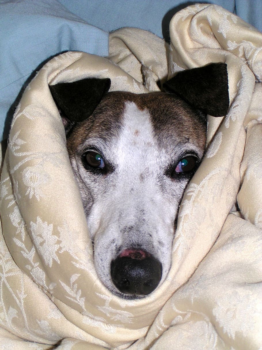 galgo, coberto, cobertor, cão de estimação, bonitinho, envolto, triste, cãozinho, adorável, cuidadoso