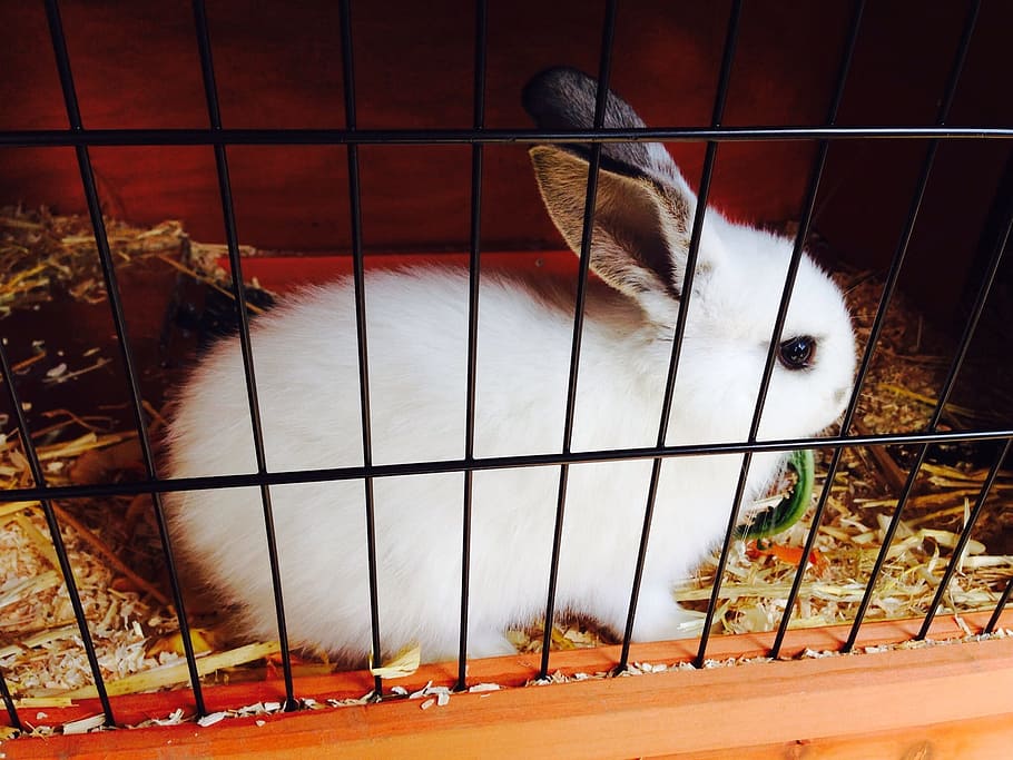 white, inside, black, metal cage, Hare, Animal, Rabbit, Cage, pets, cute