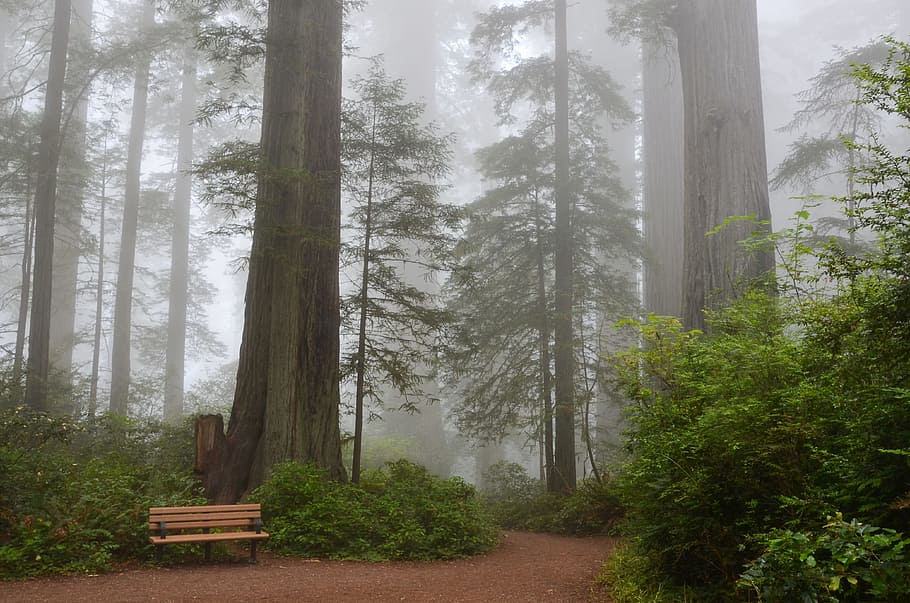 beige, bench, forest, fogs, daytime, usa, america, california, sequoia trees, ladybird johnson grove