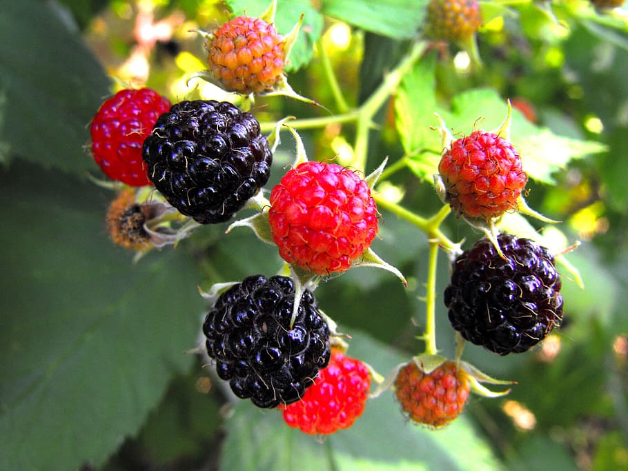 berries, raspberries, fruits, food, fresh, red, berry fruit, fruit, food and drink, healthy eating