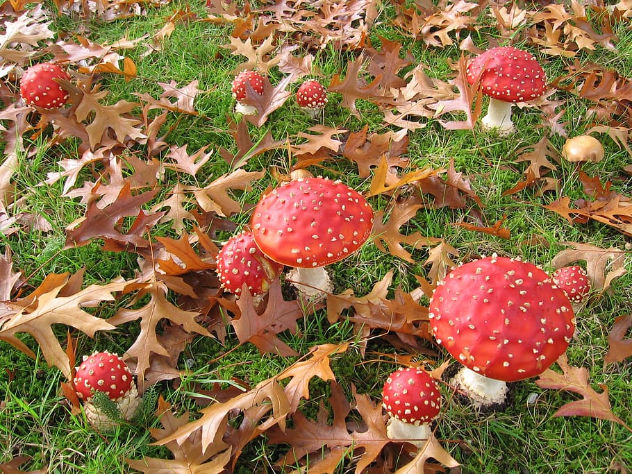 fly fungi, nature, leaves, autumn, growth, food, red, mushroom, plant, fungus