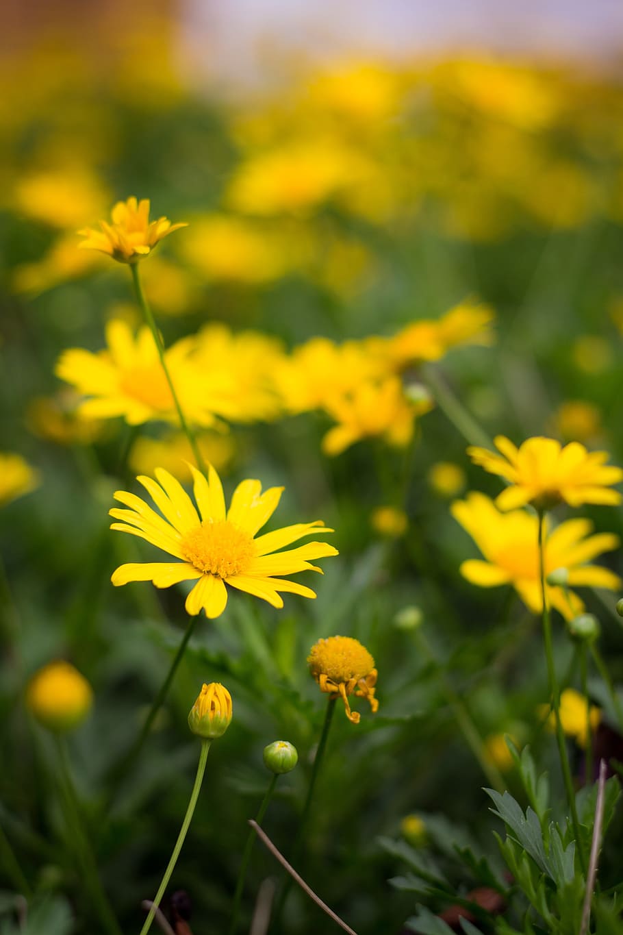 yellow, daisies, selective, focus photography, Margarita, Flores, Flower, flor, colorful, plant