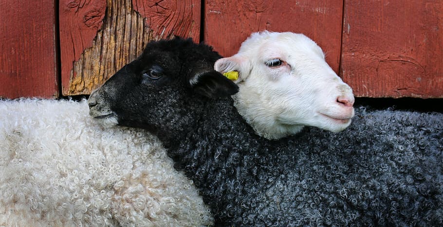 dois, preto, branco, ovelha, maio, cordeiro, amigos, animais domésticos, gado, mamífero