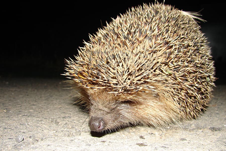 hedgehog, night guest, summer, one animal, animal wildlife, animals in the wild, mammal, close-up, spiked, vertebrate