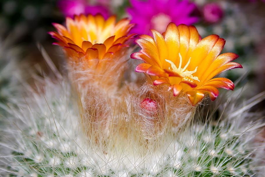 close-up photography, orange, petaled flowers, cactus, blossom, bloom, plant, arizona, spur, close
