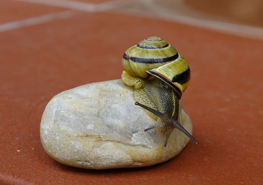 snail, shellfish, garden snail, view, housing, mollusk, gastropoda, bauchfüsser, crawl, slimy