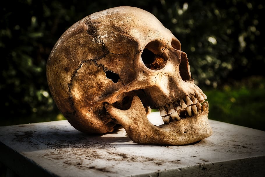 skull and crossbones, skull, creepy, bone, head, human, old, close-up, spooky, representation