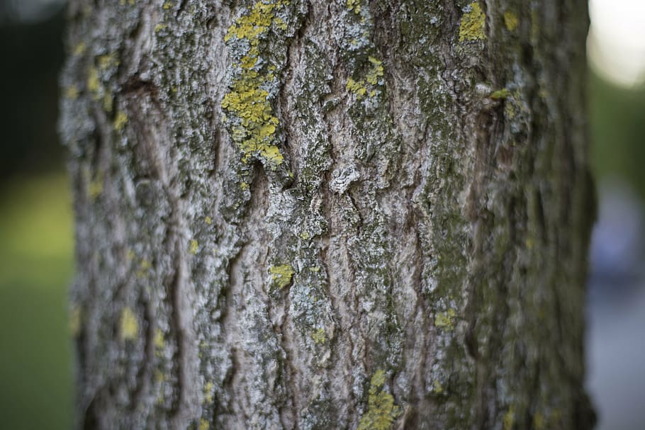 gray tree trunk, tree, plant, wood, nature, blur, forest, bark, tree Trunk, outdoors