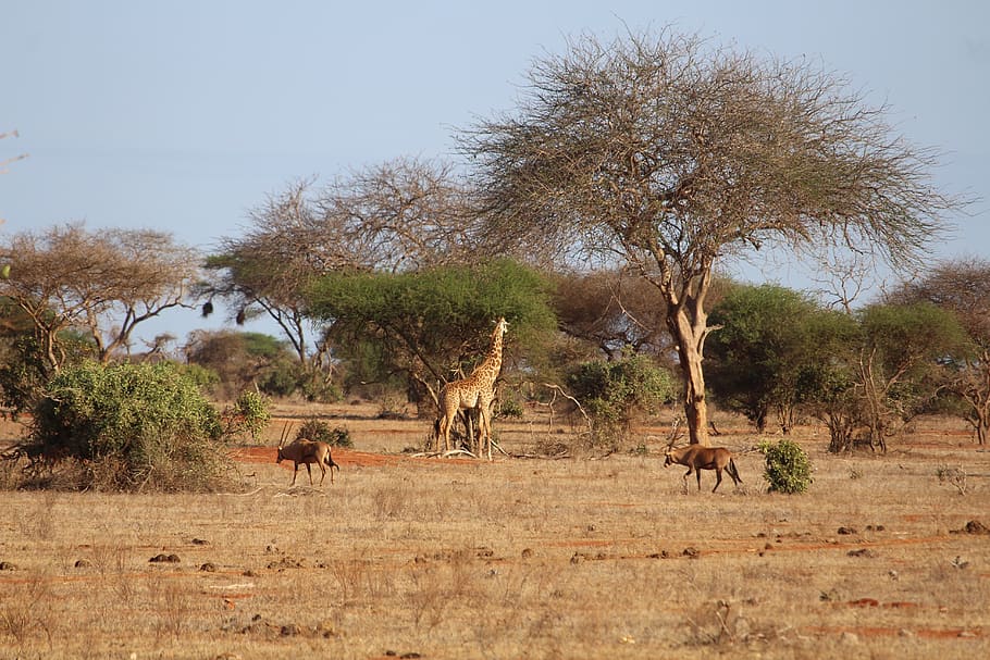 giraffe, antelope, africa, safari, mammal, animal themes, animal, plant, tree, group of animals