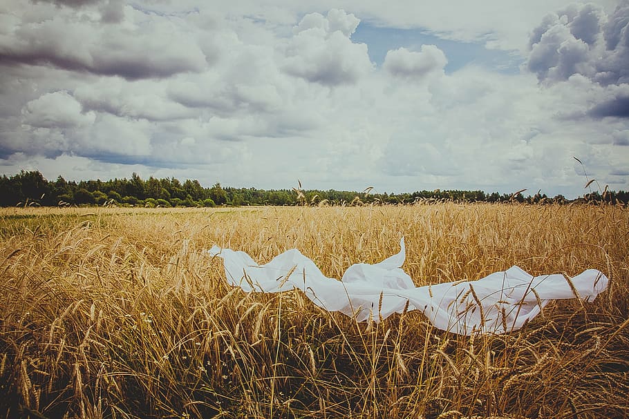 field, wheat, nature, cereals, kolos, agriculture, landscape, summer, spikes, clouds