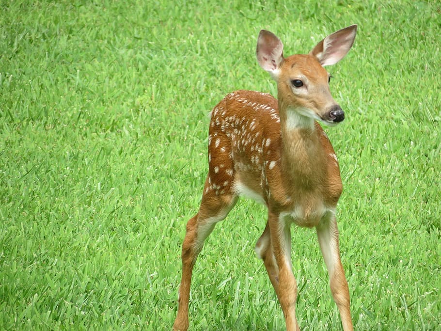 brown, deer, green, grass, whitetail, fawn, wildlife, cute animals, baby deer, animal