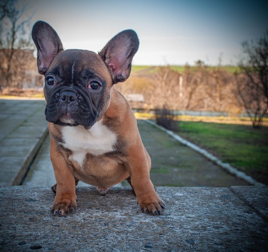 french bulldog, puppy, pet, animal, pedigree, purebred, bulldog, outdoors, face, mouth