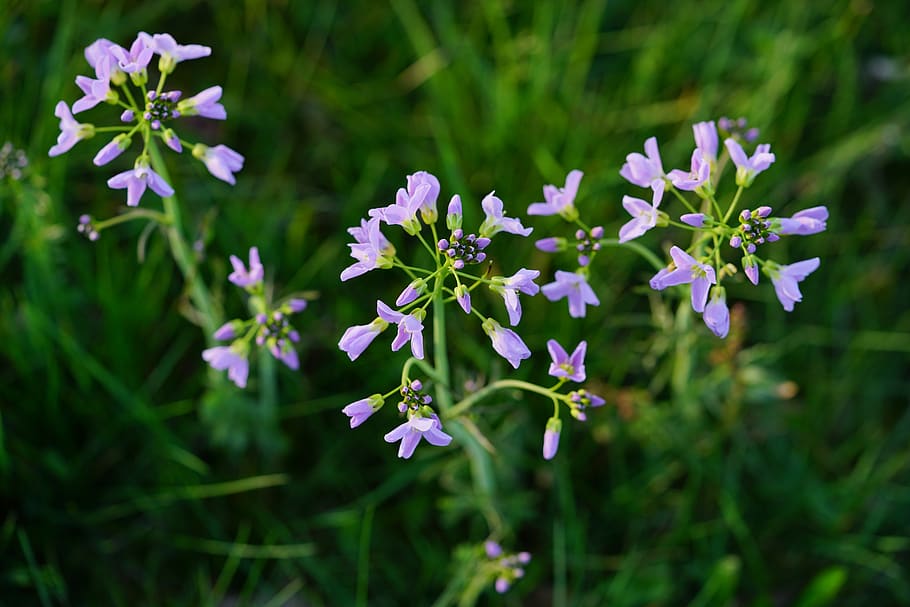 smock, flowers, light purple, purple, card amines pratensis, cardamine, card amines, cruciferous plant, brassicaceae, tender