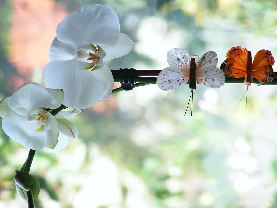 orchid, flowers, butterfly, orchis, oriental flower, plant, flower petals, gentle, nature, white flower