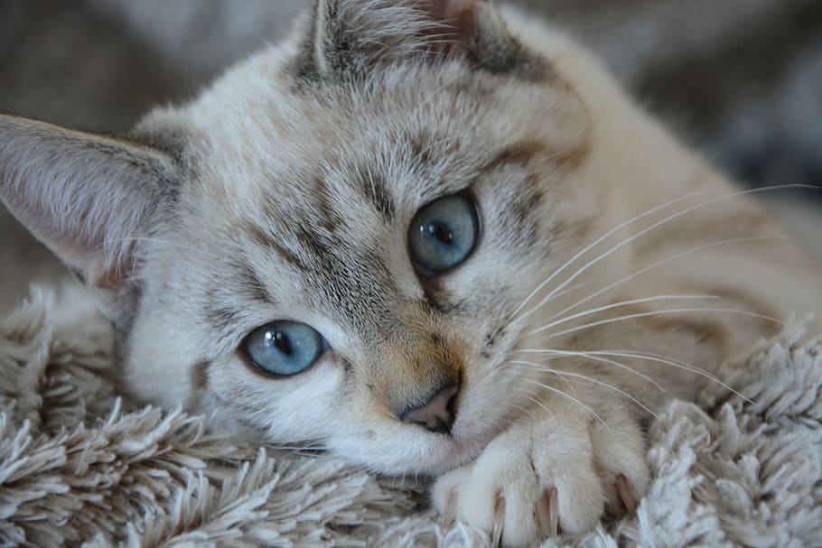 blanco, gris, atigrado, gato, acostado, textil de piel, gatito acostado, cabeza, ojos azules, animal doméstico