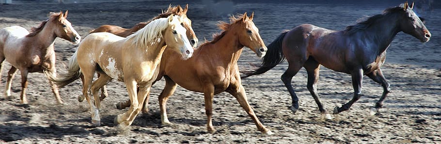 manada de caballos, caballo, caballos, rodeo, animal, semental, marrón, equino, rancho, yegua