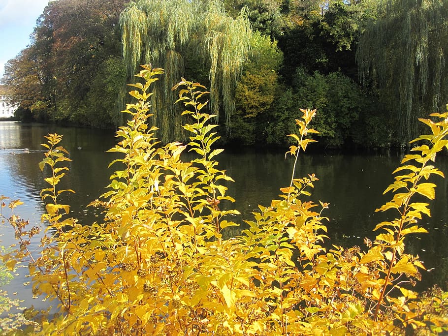 Autumn Mood, Idyll, Pond, idilio de otoño, en el estanque, color de otoño, naturaleza, otoño, lago, hojas