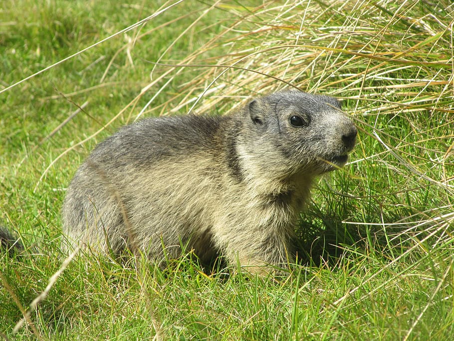 marmot, grass, alpine marmot, animal, marmota marmota, alpine, rodent, marmota, animals, marmots