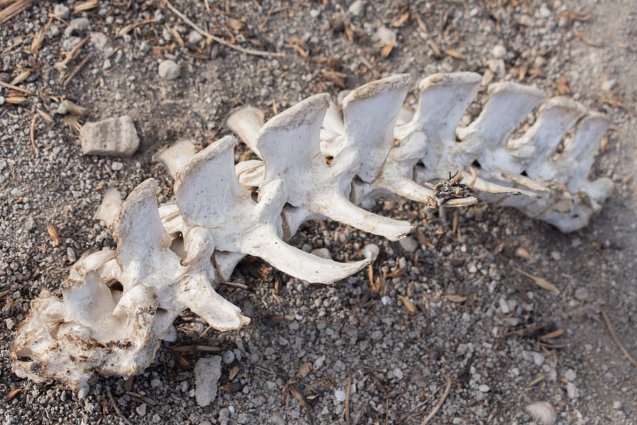 bone, skeleton, animal bone, animal skeleton, land, animal body part, day, animal, animal skull, close-up