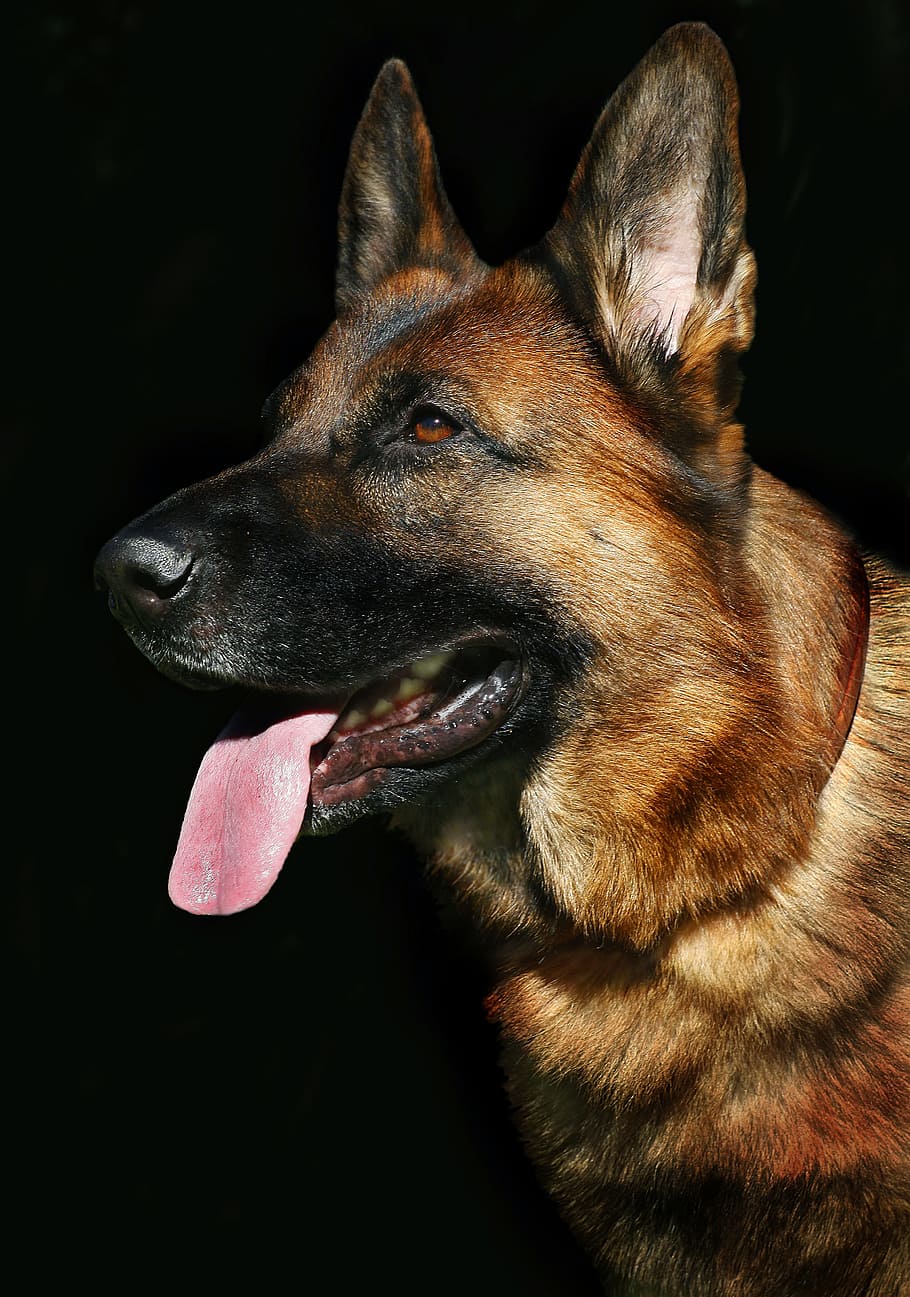 closeup, adult, black, tan, german shepherd, dog portrait, dog, view, portrait, pets