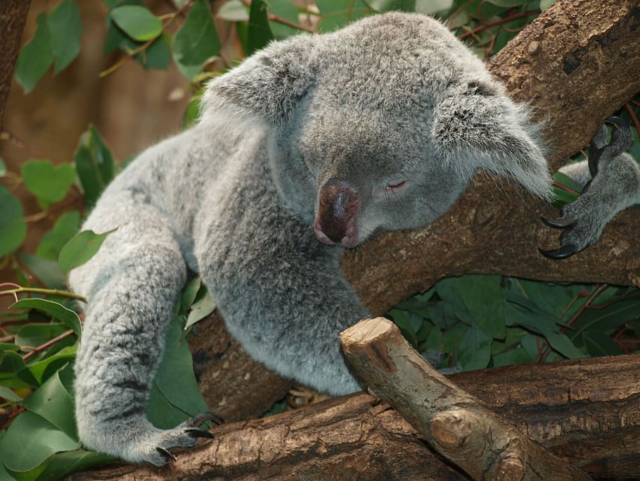 gray, koala, bear, tree, koala bear, australia, teddy, sleep, lazy, rest