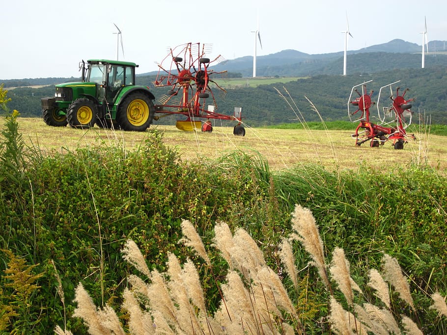 pasture, tractor, japanese pampas grass, agriculture, field, land, agricultural machinery, plant, land vehicle, machinery