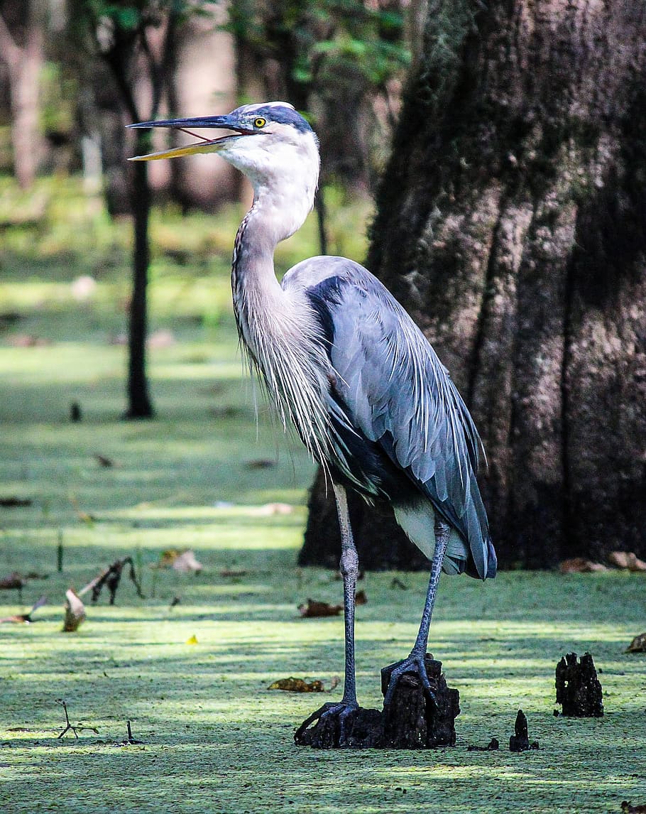 gray, white, pelican duck photography, great blue heron, wading bird, heron, bird, water bird, waterfowl, bayou