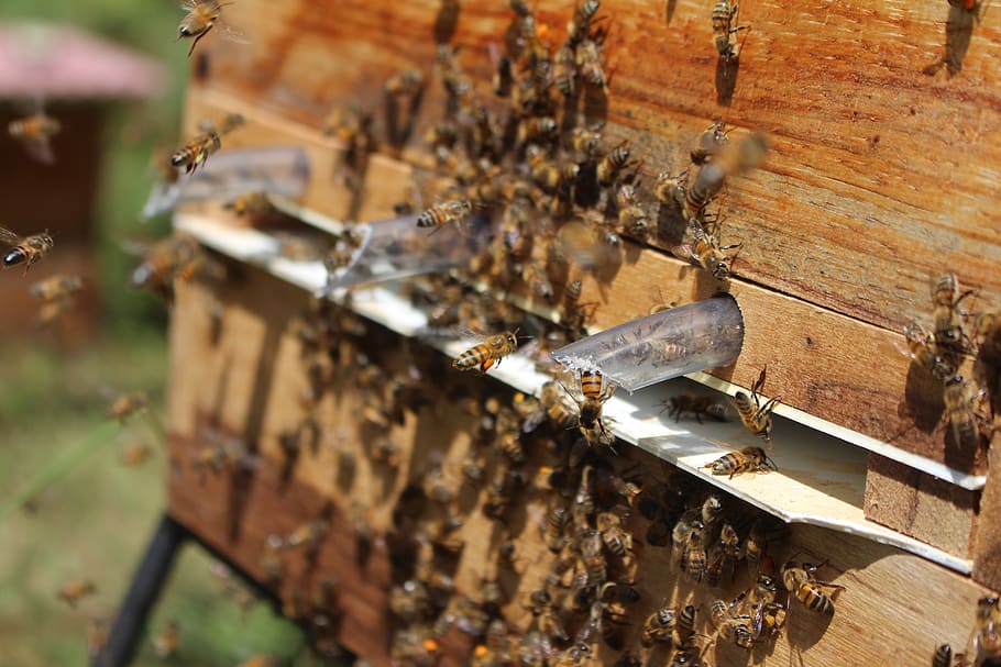bee, bees, insects, hive, pollen, beekeeping, beekeeper, selective focus, close-up, wood - material