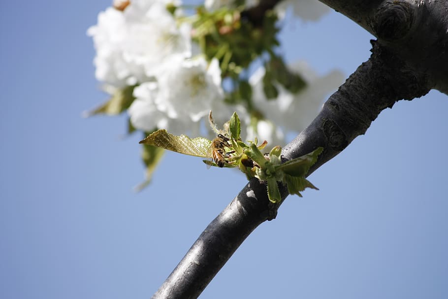 honeybee, cherry, blossom, pollination, insect, plant, nature, sky, tree, low angle view