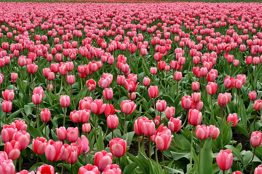pink tulips field, tulips, flowers, fish eye, red, purple, field, farm, flowering plant, flower