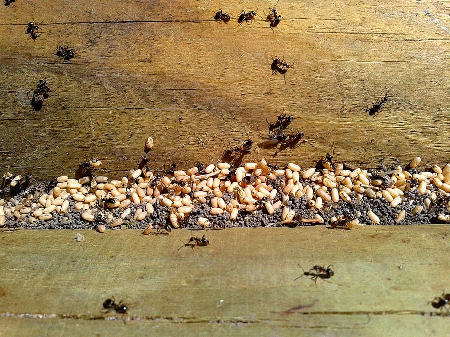 Ant, Eggs, Insect, Nature, ants, invasion, large group of animals, animals in the wild, animal wildlife, bird